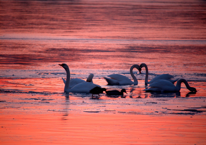 romantic, orange color, bird, two animals, animals in the wild, 4K, swimming, pond, vertebrate, birds, noble, animal, motion, group of animals, waterfront