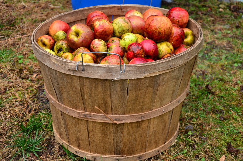 cider, abundance, lifestyle, wellbeing, healthy eating, no people, large group of objects, ripe, nature, bucket, apple pressing, 4K, red, basket, healthy