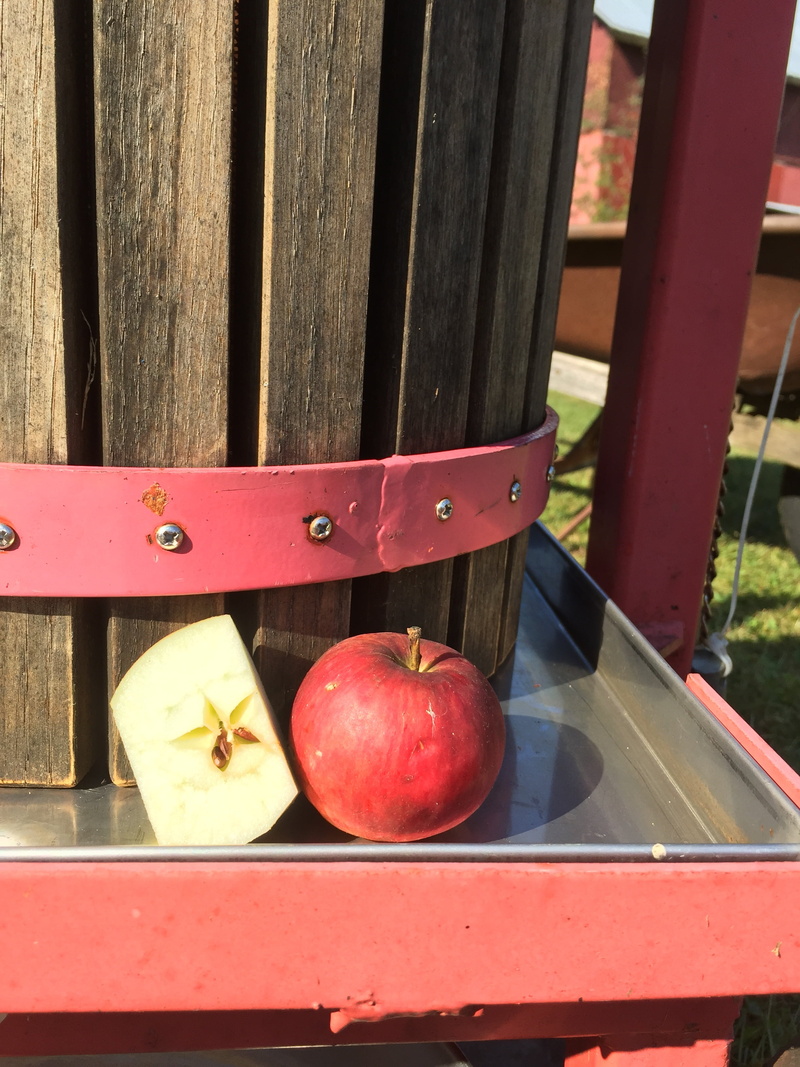 barrier, day, cider, freshness, organic, food, seat, wellbeing, outdoors, apple, wood - material, fall, press, fruit, apple - fruit, no people, healthy eating