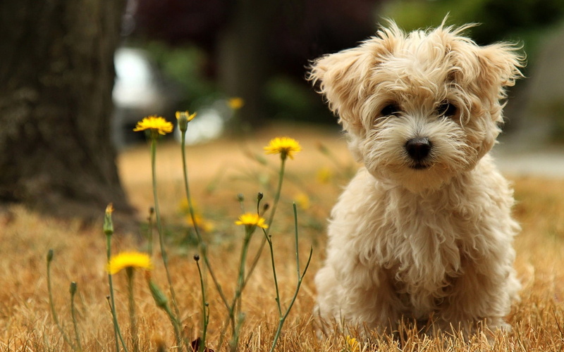 fawn, norwich, 1080P, puppy, cute, terrier