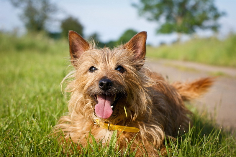 close-up, small, mouth open, dog, animal tongue, tan, norwich, focus, no people, face, photography, panting, portrait, domestic animals, day, sticking out tongue