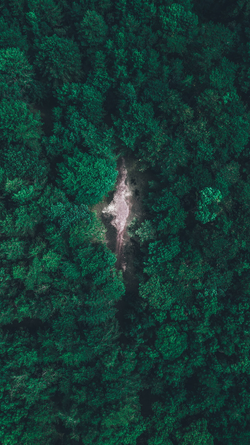 growth, aerial view, tranquil scene, beauty in nature, rainforest, clearing, lush foliage, high angle view, full frame, travel, drone photo, trees, dji