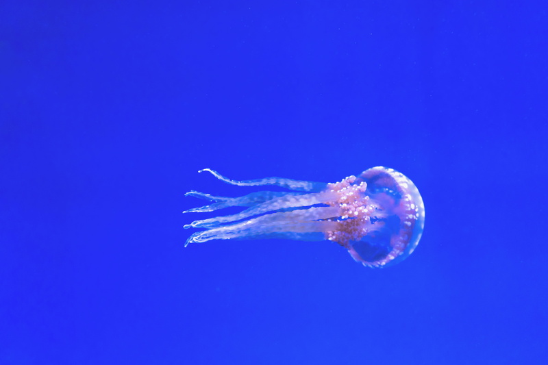 invertebrate, nature, jellyfish, seashell, 5K, clam, floating on water, undersea, marine, animal themes, ocean, blue, toronto, reef, water, aquarium, sea