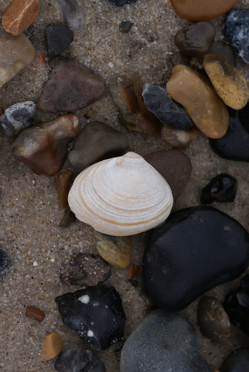 stone - object, clam, animal wildlife, animal themes, conch, invertebrate, close-up, pebble, land, sand, no people, solid, beach, outdoors, animal shell