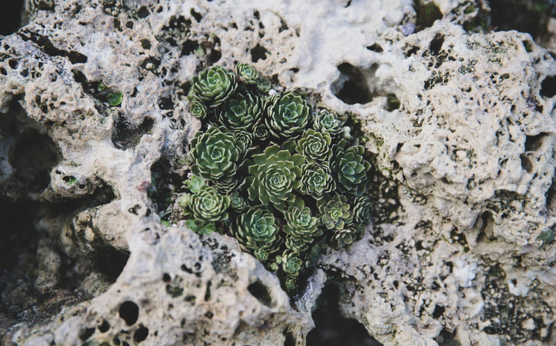 soil, ocean, sea, 5K, snail, reef, coral reef, textured, solid, clam, growth, sponge animal, rock - object, sea anemone, succulent, nature, pattern, land
