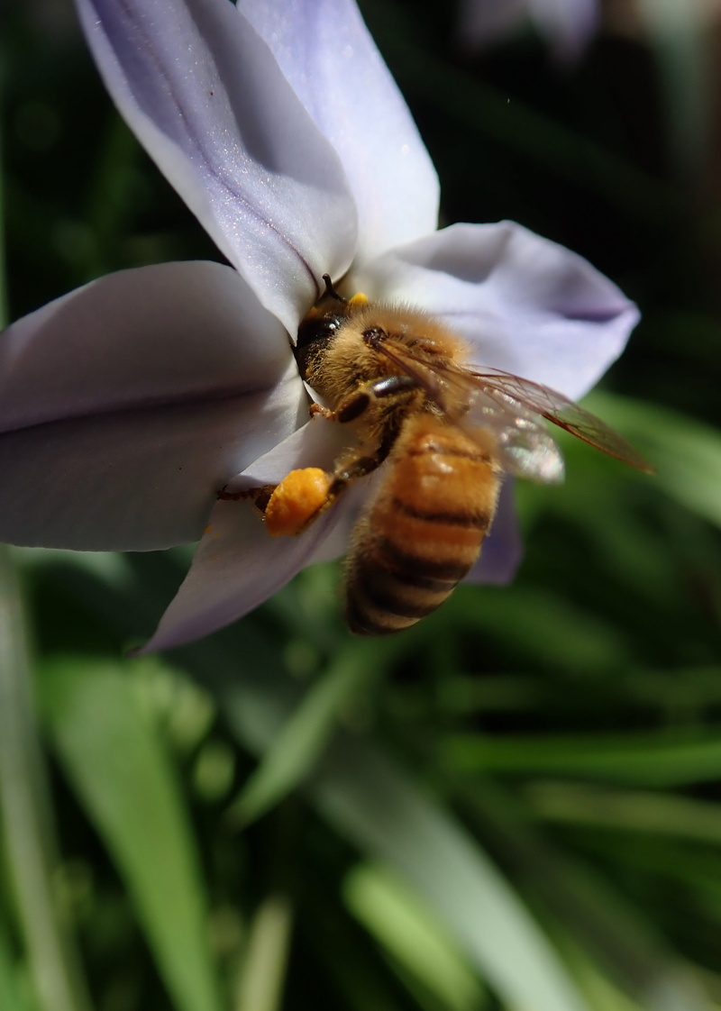 fragility, nature, invertebrate, 2K, one animal, bee, no people, plant, flowering plant, close-up, flower head, animals in the wild, focus on foreground
