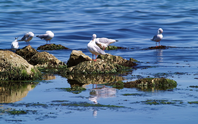 Clams, Barnacles, lakes, 1080P, flock, animals, Seagulls, water, Gulls, feathers, sea, rocks, birds, ocean, Marine