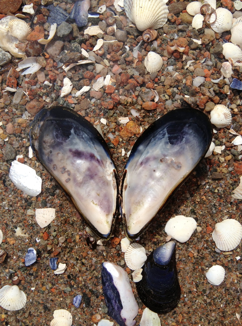 Heart, 2K, marine, the west coast, animal themes, animals in the wild, salt water, animal wildlife, stone - object, snails, no people, sea life, solid