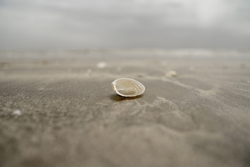 animal shell, shell, seashell, money, surface level, textured, day, sand, water, coin, selective focus, animal wildlife, coast, 5K, ocean, conch, invertebrate