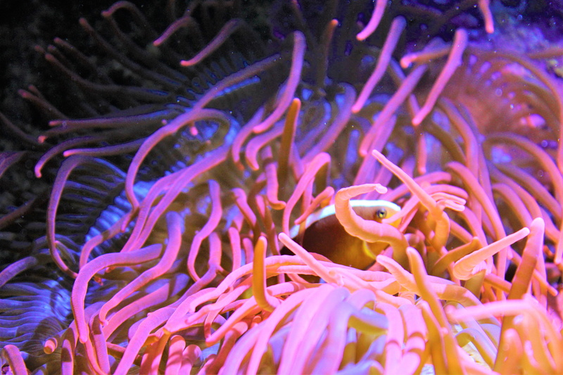 reef, amphiprion, sea, sea life, ocean, beauty in nature, animal themes, no people, coral reef, plants, clam, sea anemone, ecosystem, coral, invertebrate