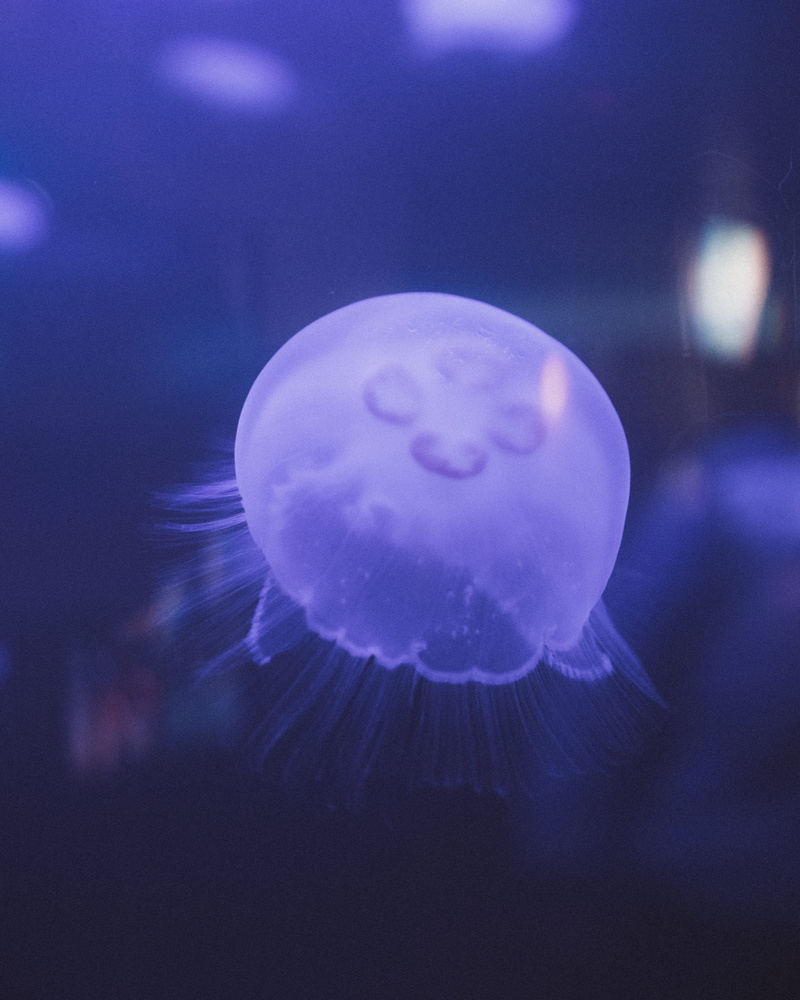 one animal, diver, animal, floating on water, close-up, tank, sea life, sea, snorkeling, sports, invertebrate, underwater, fish, animal wildlife