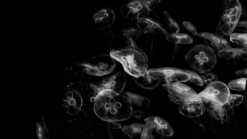 flower, marine, invertebrate, animal themes, no people, indoors, photography, sea, fossil, fractal, photo, aquarium, coil, undersea, animal, underwater