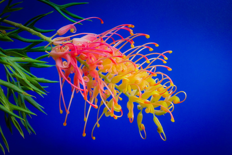 seafood, aquatic, vertebrate, amphiprion, worm, yellow, no people, 2K, pink, invertebrate, blue, sea anemone, animal wildlife, undersea, plant, nature