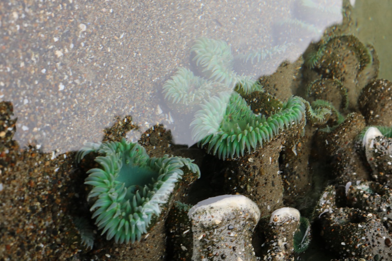 food, no people, beauty in nature, starfish, undersea, animals in the wild, high angle view, growth, slug, sea life, algae, nature, jellyfish, fish, fruit