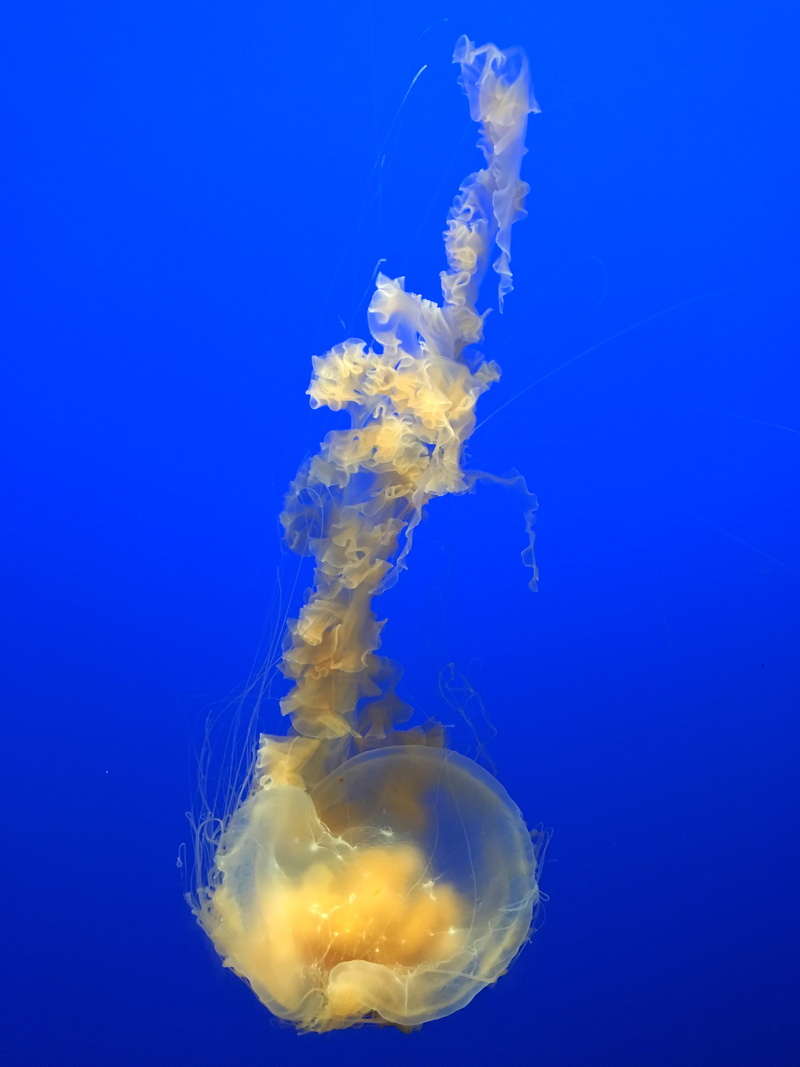 marine, outdoors, manta ray, animals in the wild, one animal, clam, sea, seashell, nature, sea life, animal wildlife, swimming, invertebrate, sea anemone