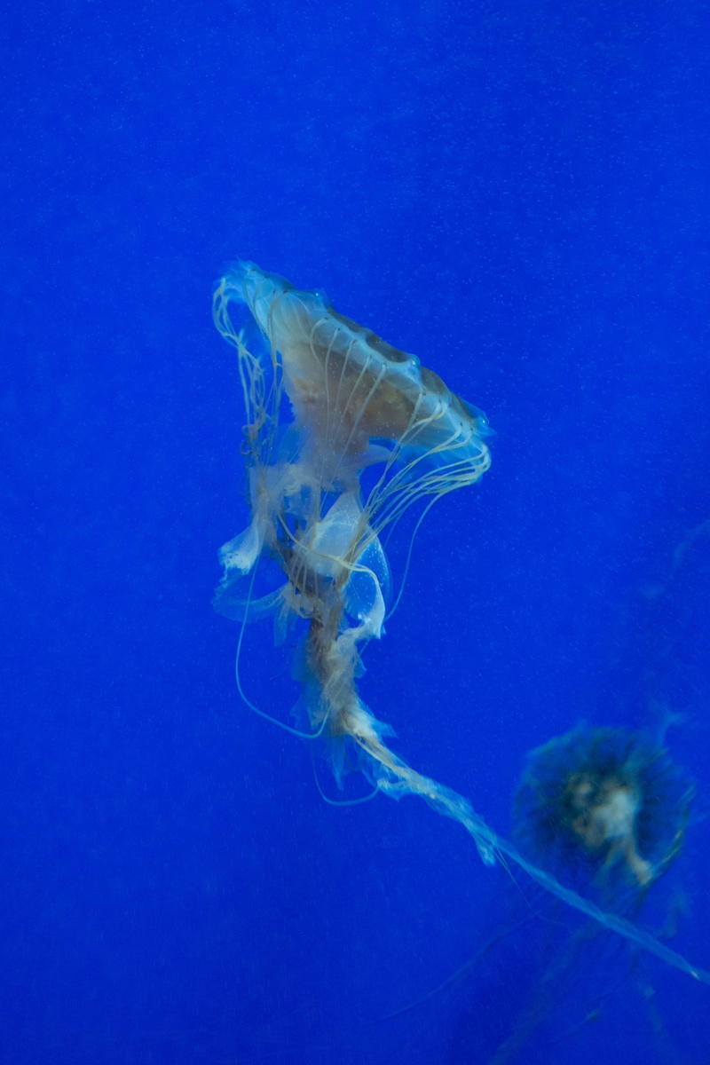 animal themes, blue, sponge animal, seashell, aquatic, angelfish, one animal, human, ocean, water, reef, animal, marine, floating on water, jellyfish, person
