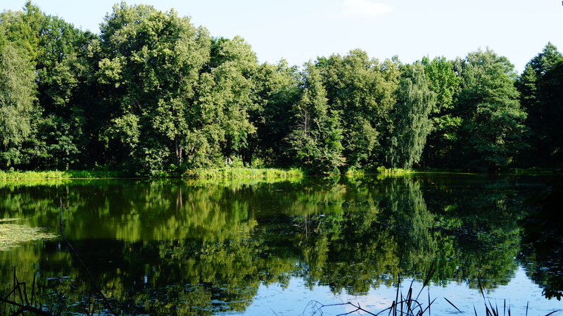 summer, 5K, tree, tranquil scene, silence, tranquility, body of water, waterfront, beauty in nature, pond, russia, non-urban scene, day, landscape, water