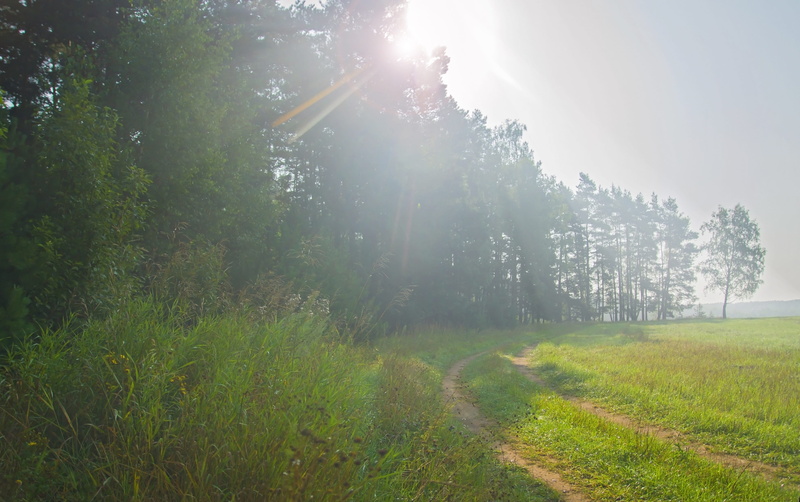 greens, plant, streaming, trees, summer, green color, day, lens flare, 4K, morning, growth, nature, bright, sunbeam, moscow region, tree, sky, sun, photo