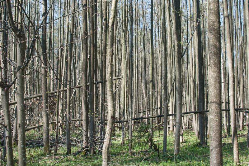 beauty in nature, non-urban scene, tranquility, remote, russia, day, moscow region, no people, bamboo, land, bamboo - plant, tree trunk, bare tree, 4K