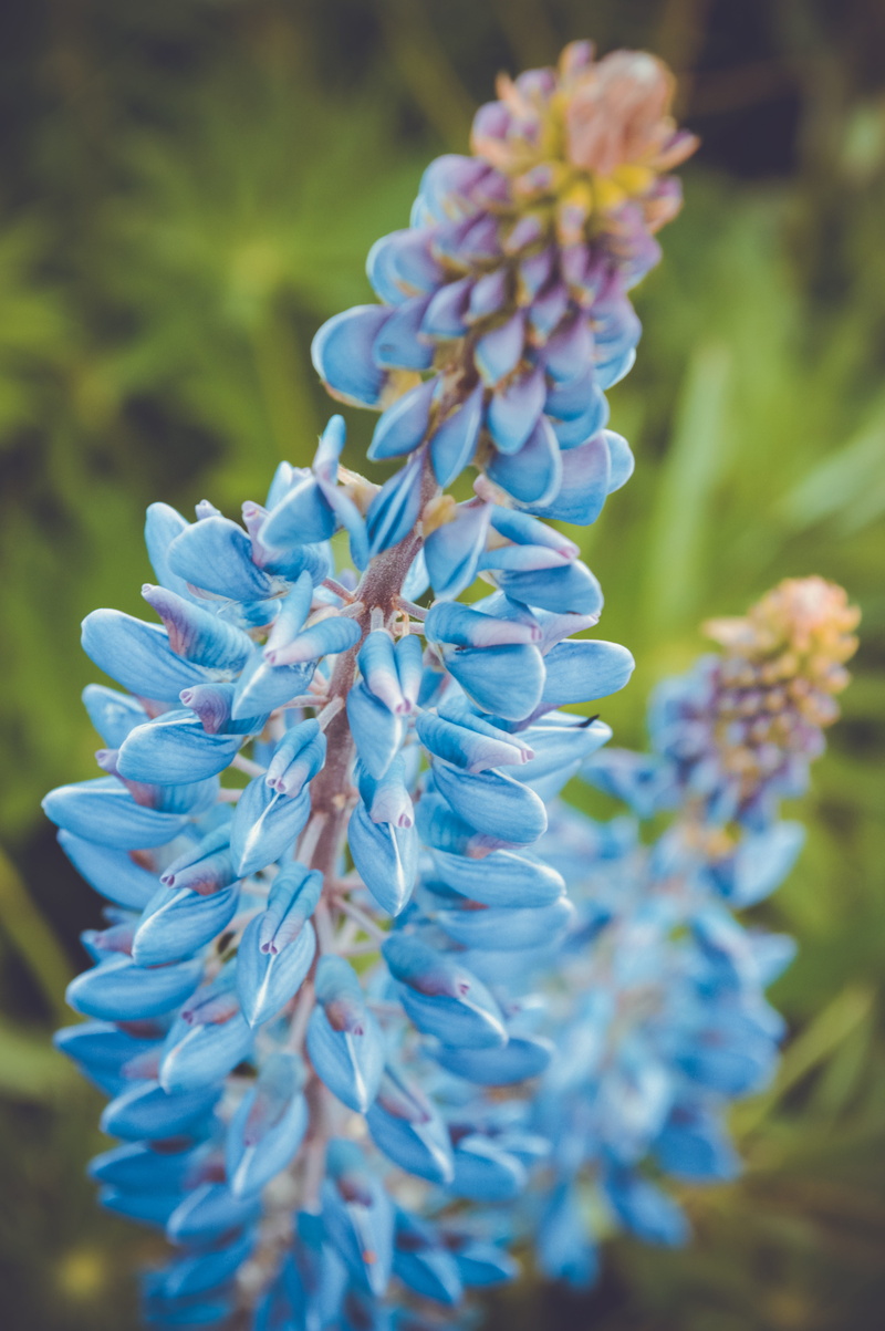 summer flowers, flowering plant, lupine flowers, close-up, flower, selective focus, purple lupine, bloom, beautiful flowers, russia, wild flower, dacha