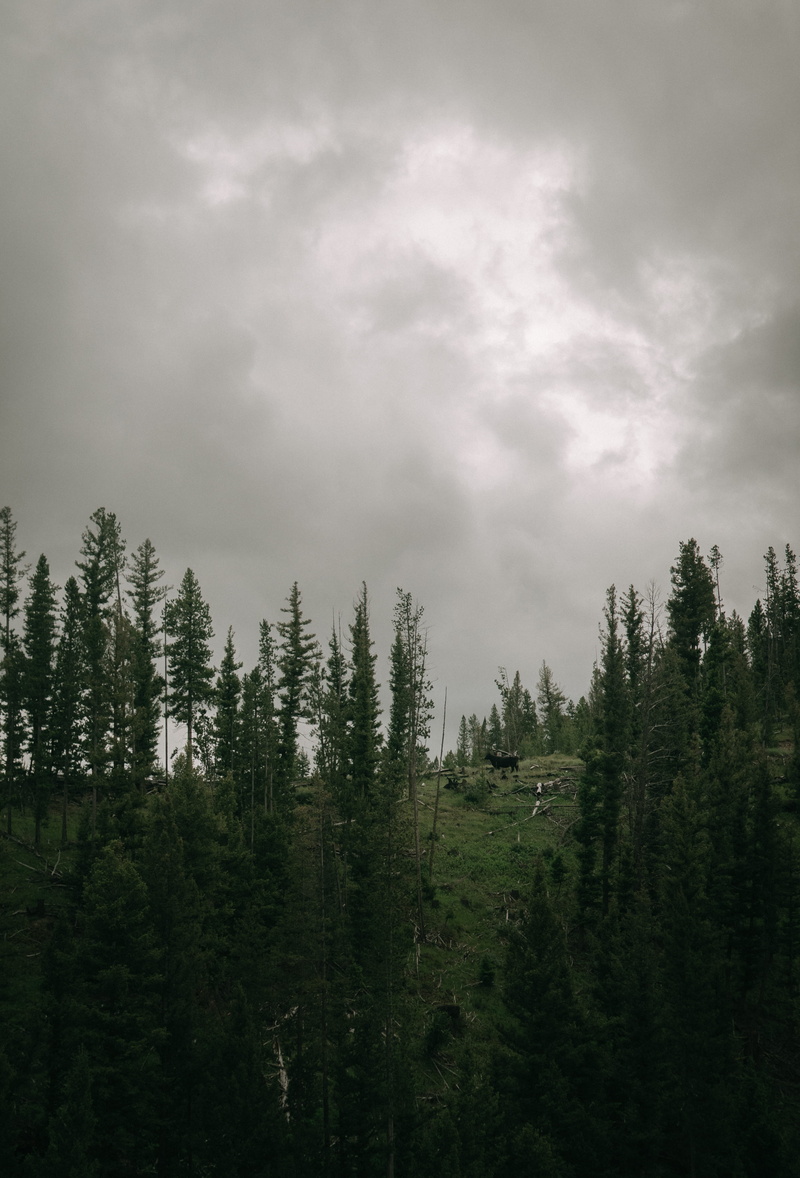 trees, cloud - sky, 4K, woodland, cow, landscape, scenics - nature, beauty in nature, hd pic, environment, cool photo, coniferous tree, nature