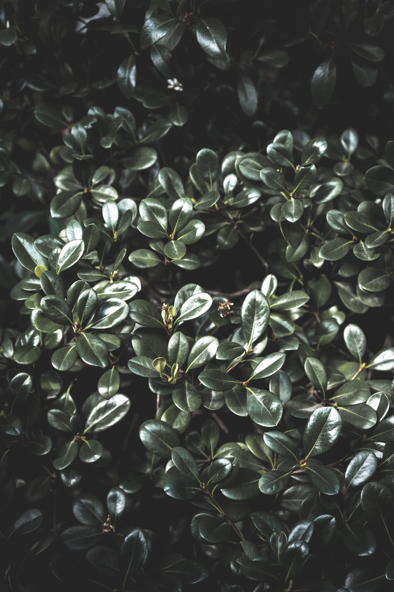 moody green, plant part, 4K, vulnerability, botanical, nature, flower, plant, tree, botanic, outdoors, flower head, moody picture, botanical garten, growth