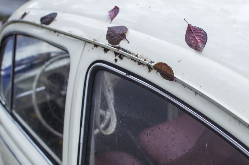 nature, beetle, symbol, green, mode of transportation, reflection, windshield, land vehicle, outdoors, day, 4K, vibes, motor vehicle, focus on foreground