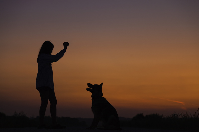 sky, domestic, silhouette, nature, puppy, adventure, domestic animals, moody, mammal, orange color, pet owner, lifestyles, one animal, adventuredog, dark