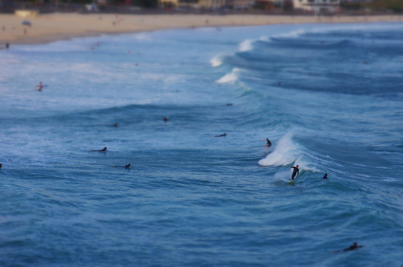 animal themes, ocean, surfboard, water, animal wildlife, sea, waterfront, coast, surfer, waves, travel, scenics - nature, leisure, animal, surf, blue, swimming