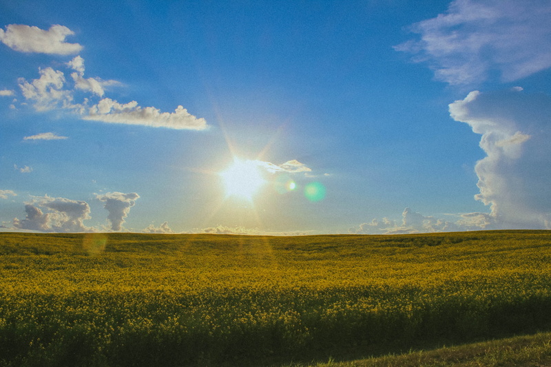 canola, photography, field, tornado clouds, cloud, brendonttv, 5K, tranquil scene, horizon over land, canola field, lac santé, outdoors, rural scene, environment