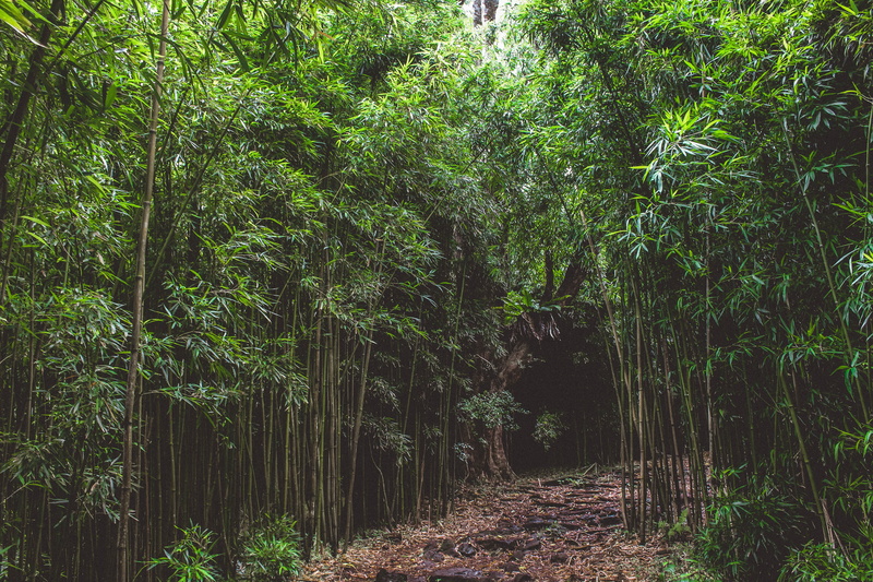 rainforest, green color, nature, pathway, united states, tranquility, family, summer, maui, photography, no people, 5K, the way forward, business, woodland