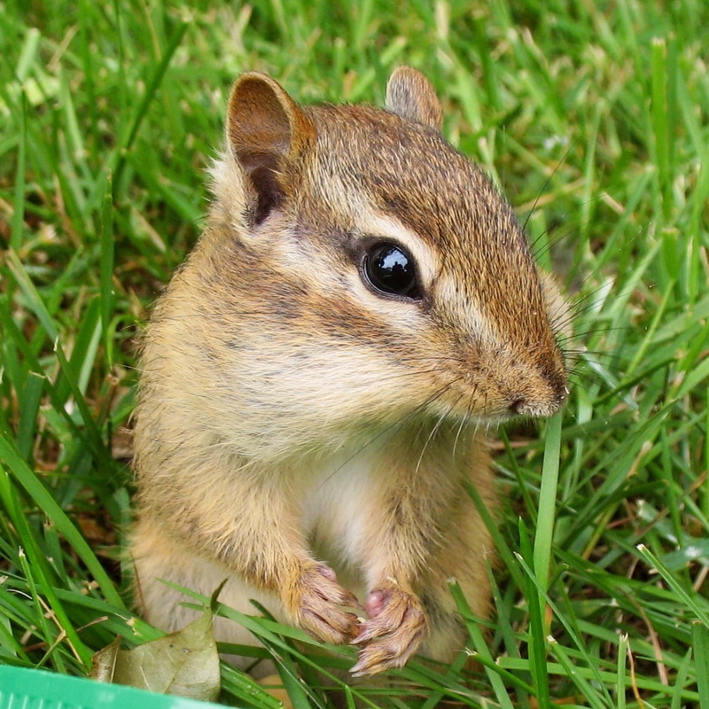 nature, rongeur, rodent, eastern, brown, mammal, squirrel, Québec, Canon PowerShot A620, cute, chipmunk, Sciuridae, Canada, 480P, small, Eastern chipmunk