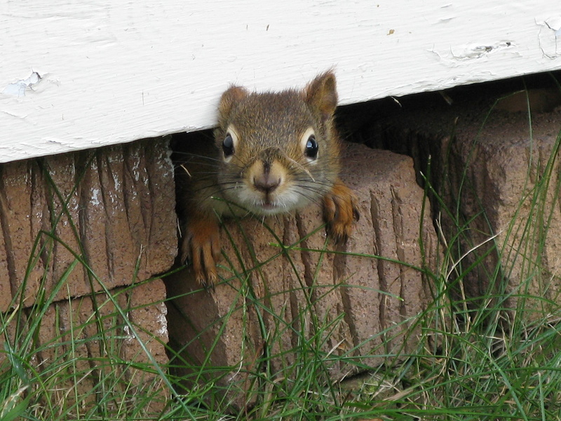 GG, Tamiasciurus hudsonicus, face, brick, mammal, cute, Red squirrel, outdoors, Sciuridae, rongeur, nature, small, rodent, Québec, 720P, Canada, animal