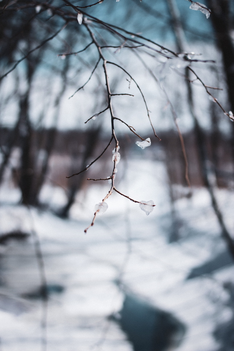 cold temperature, nature, beauty in nature, light, insect, snow, winter, spider, ice, tree, no people, scenery, fir, bare tree, tranquility, selective focus