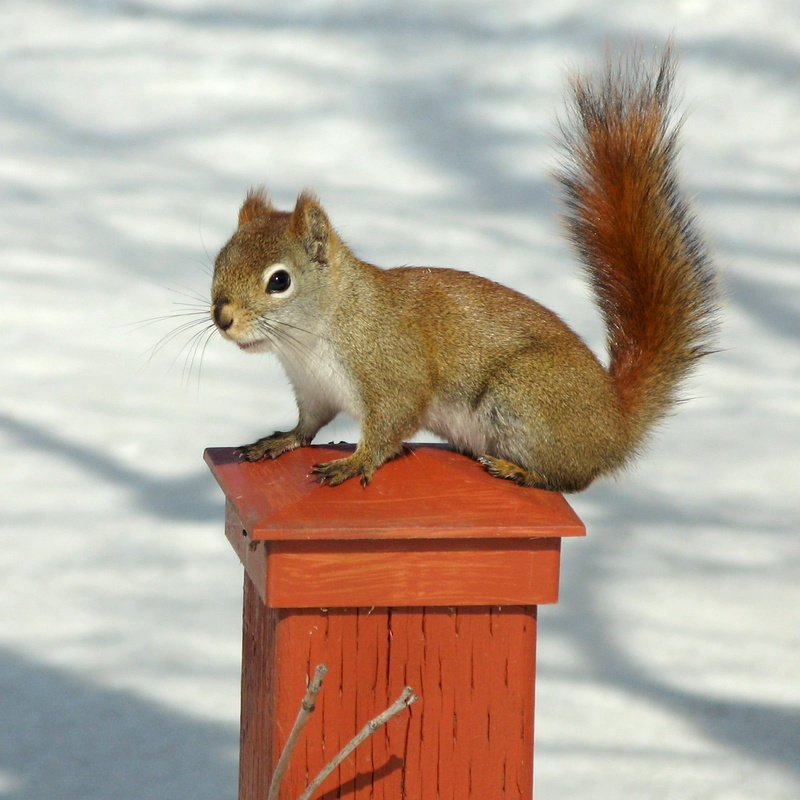 column, Québec, nature, red, 720P, wildlife, rongeur, cute, rodent, Red Squirrel, outdoors, Canon PowerShot G7, Sciuridae, GG, Pine squirrel, brown, fur