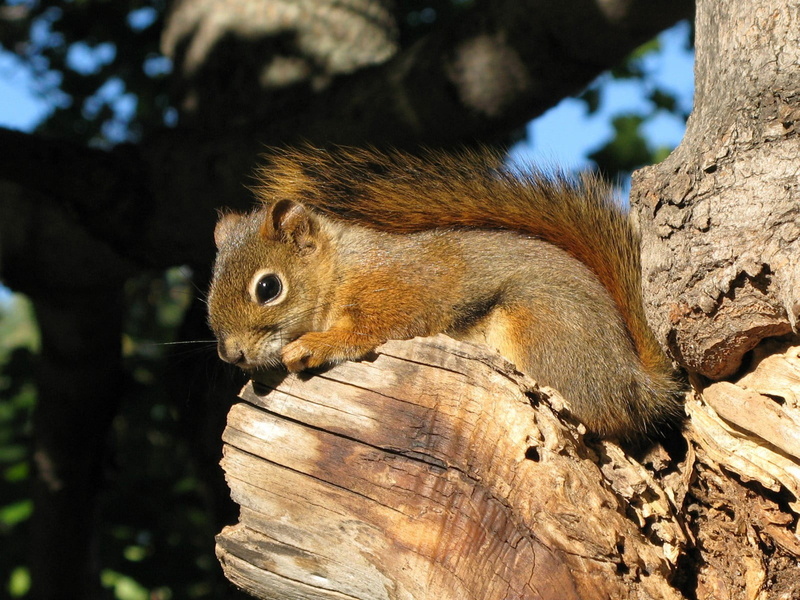 red, 720P, branch, Sciuridae, autumn, GG, nature, brown, rongeur, Tamiasciurus hudsonicus, wildlife, nature  Canada, outdoors, squirrel, forest, cute