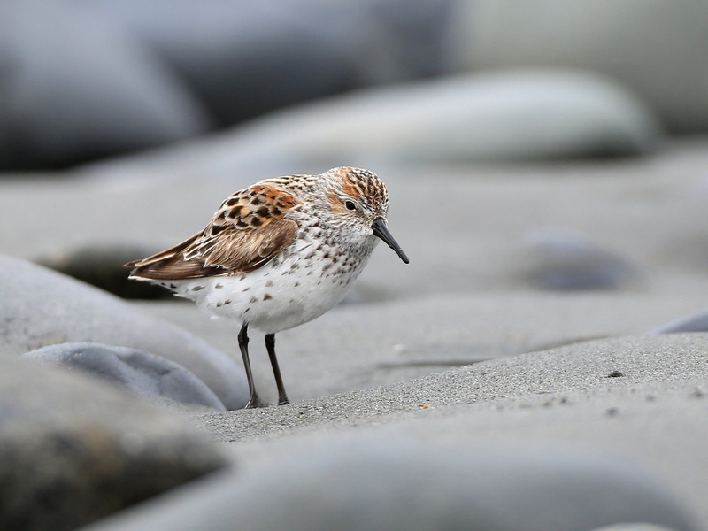 western, photo, white, 1080P, wildlife, bird, sea bird, sea, animal, wesa, close up, beach, brown, sandpiper, outdoors, Western Sandpiper, close, nature