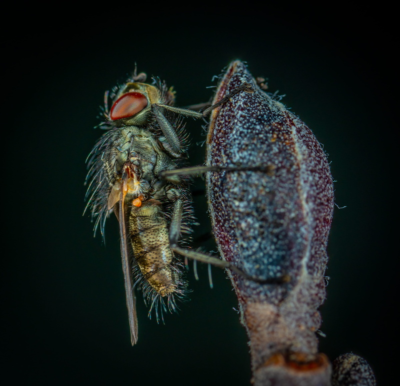 sea life, zoology, one animal, animals in the wild, insect, no people, animal eye, fly, black background, studio shot, animal wildlife, human, marine, bee