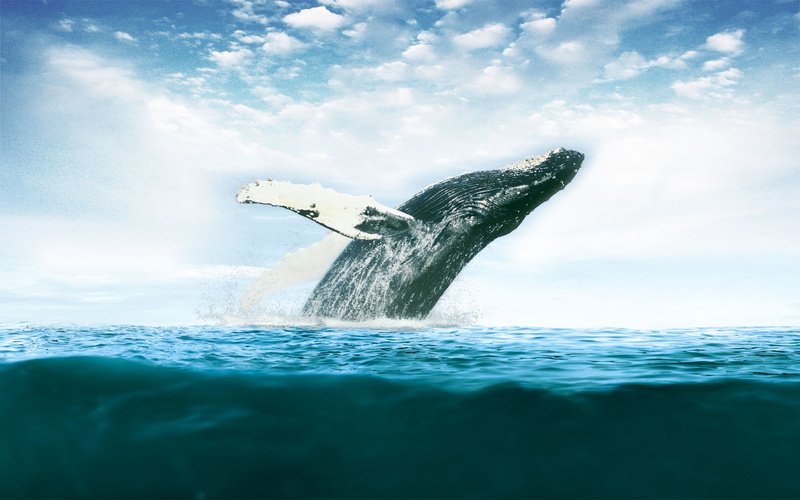 Whales, 1080P, Dolphins