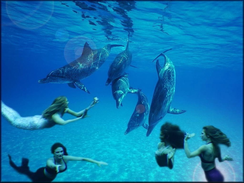 underwater, nature, mermaid, aquarium, water, large group of animals, girl, sea life, animal themes, sea, animal, dolphins and mermaids, group of animals