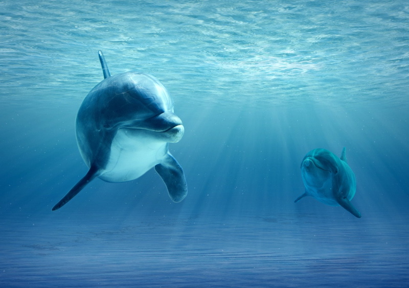 Animal, Dolphin, Underwater, Sea Life, Sunbeam, Baby Animal, 1080P