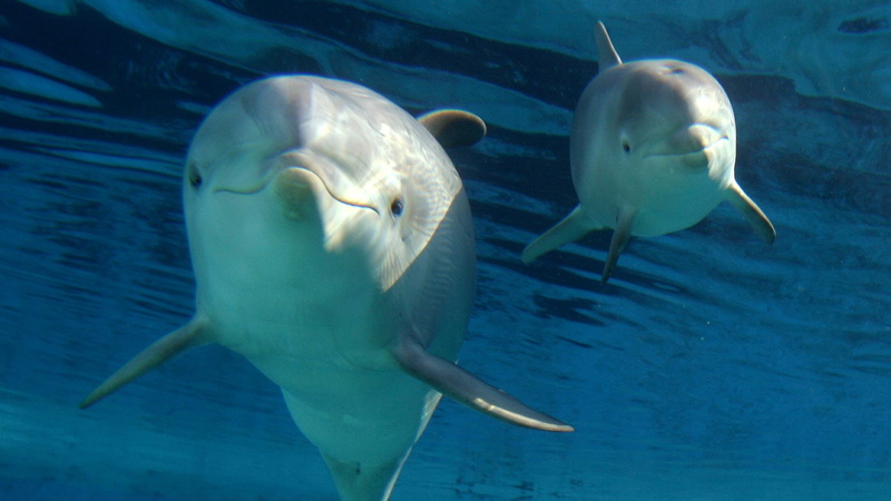 zoo, dolphins, 1080P, Madrid, baby, Mother, animals, Spain