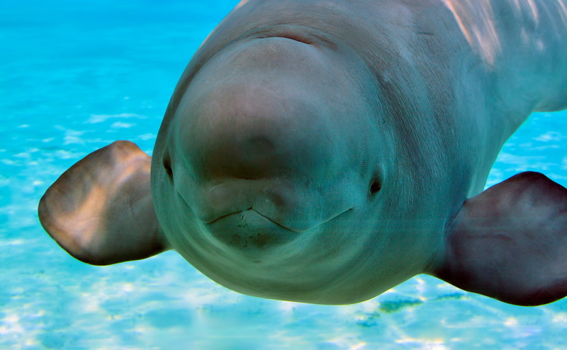 turquoise colored, nature, one animal, mammal, beluga, animal themes, 4K, outdoors, Animals, beluga whale, swimming pool, whale, blue, animal, sea life