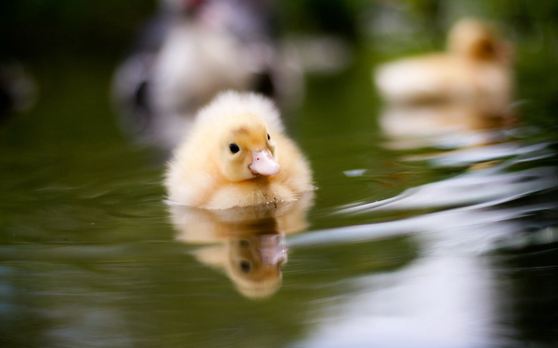 hatchling, yellow, animal themes, swim, animal, vertebrate, animals And Pets, water Bird, baby, close-up, reflection, wildlife, nature, beak, feather, baby Chicken