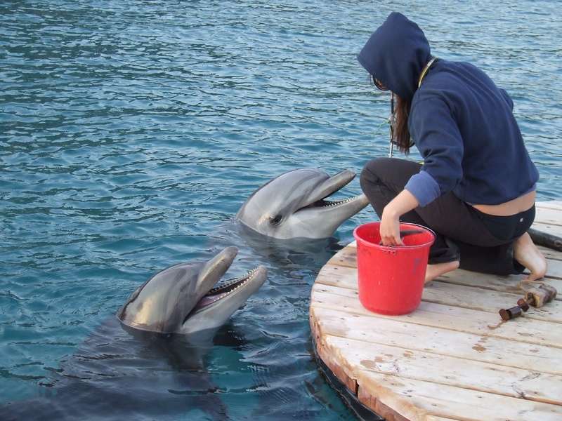 water, real people, leisure activity, dolphin, two dolphins, sea, casual clothing, trainer, vertebrate, animals in the wild, lifestyles, person, ocean