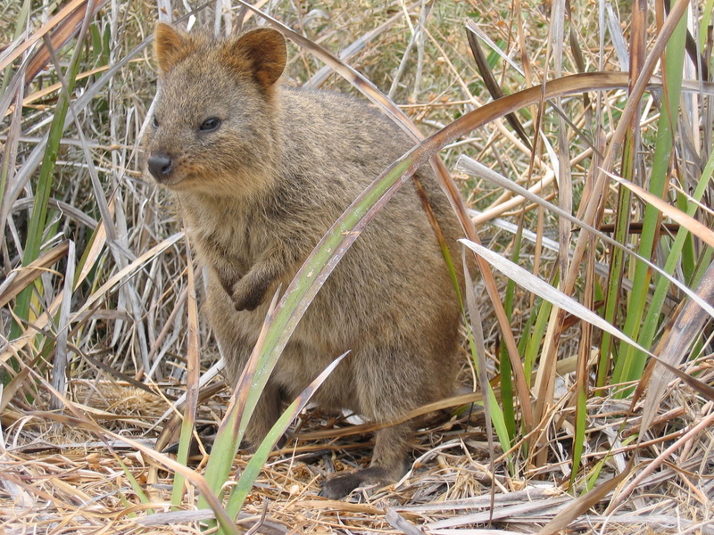 outdoors, close-up, gray, Quokka, Australia, mammal, island, land, wildlife, brown, animal themes, one animal, marsupial, grass, day, rodent, no people