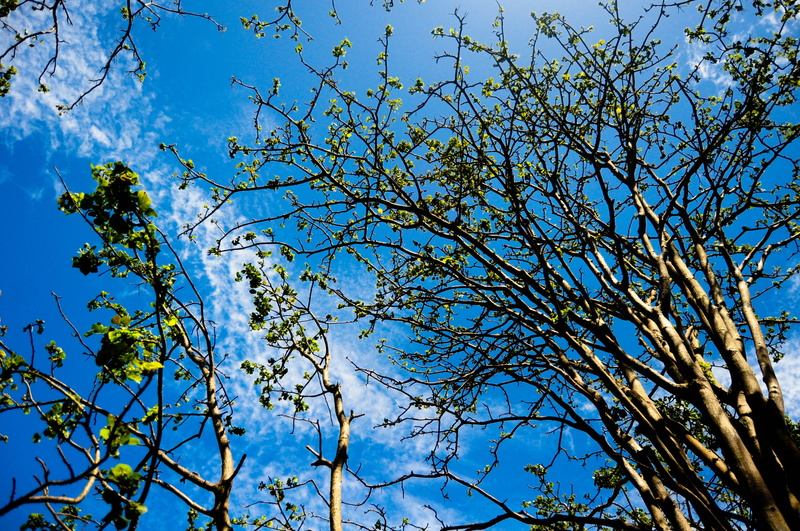 sky, landscape, flowering plant, 2K, tree canopy, spring, atlantic ocean, beach, day, perfect, clear sky, mar, low angle view, freshness, island, tree