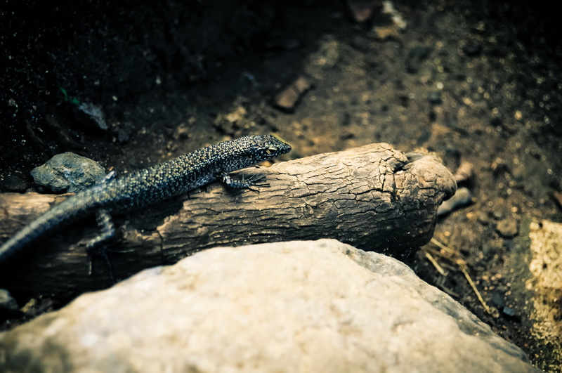 animal head, rock, fernando, one animal, animal themes, animal, perfect, atlantic ocean, landscape, animals in the wild, crocodile, nature, of, selective focus