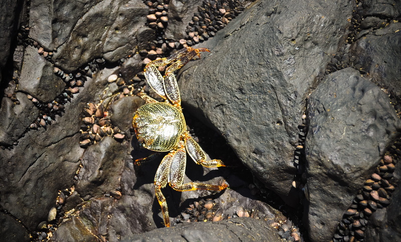 high angle view, outdoors, landscape, solid, rock - object, textured, perfect, of, 2K, fernando, noronha, animals in the wild, insect, atlantic ocean