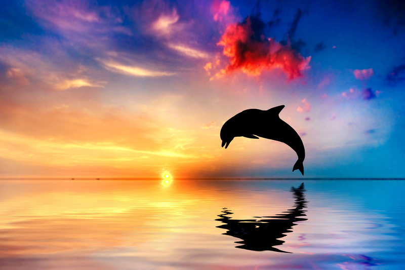 bird, blue, scenics - nature, seagull, dawn, reflection, beach, vertebrate, the ocean, sky, twilight, back Lit, animal wildlife, sun, animal, nature, water